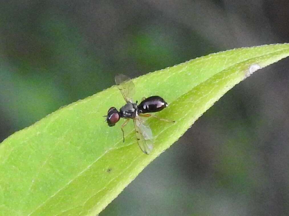 Image of Rivellia maculipennis (Bigot 1886)