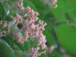 Image de Glossocarya hemiderma (F. Muell. ex Benth.) Benth. ex B. D. Jacks.