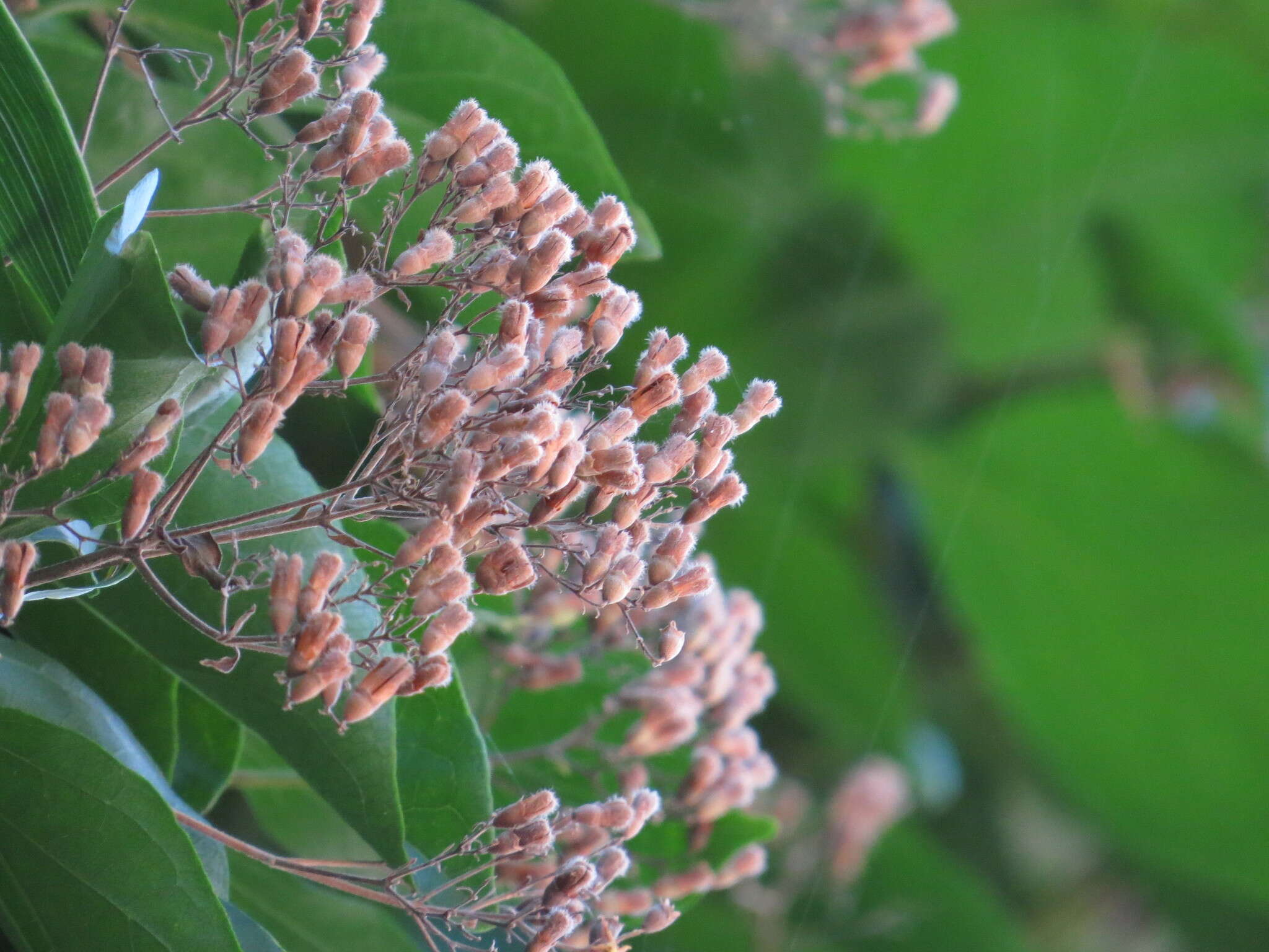 Image de Glossocarya hemiderma (F. Muell. ex Benth.) Benth. ex B. D. Jacks.