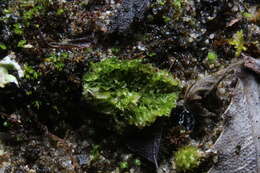 Image of Petalophyllum preissii Gottsche
