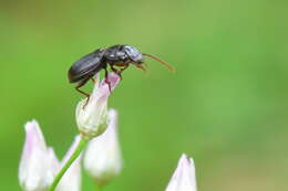 Image of Dixus clypeatus (P. Rossi 1790)