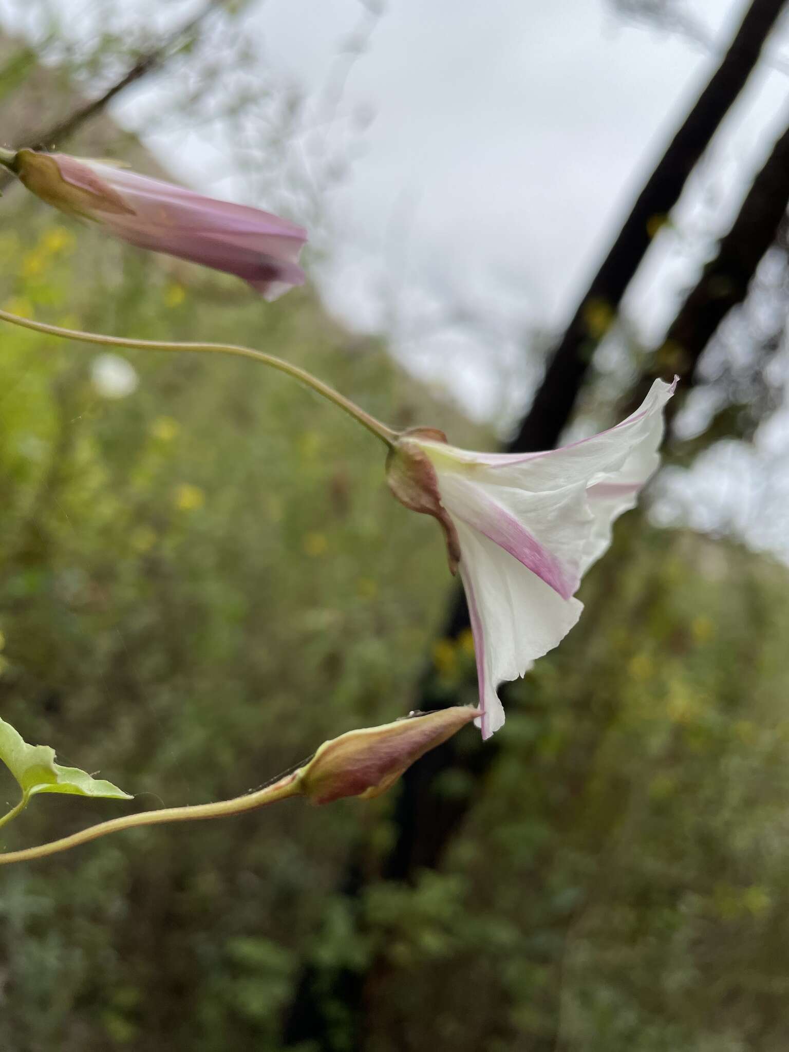 Image de Calystegia macrostegia subsp. intermedia (Abrams) Brummitt