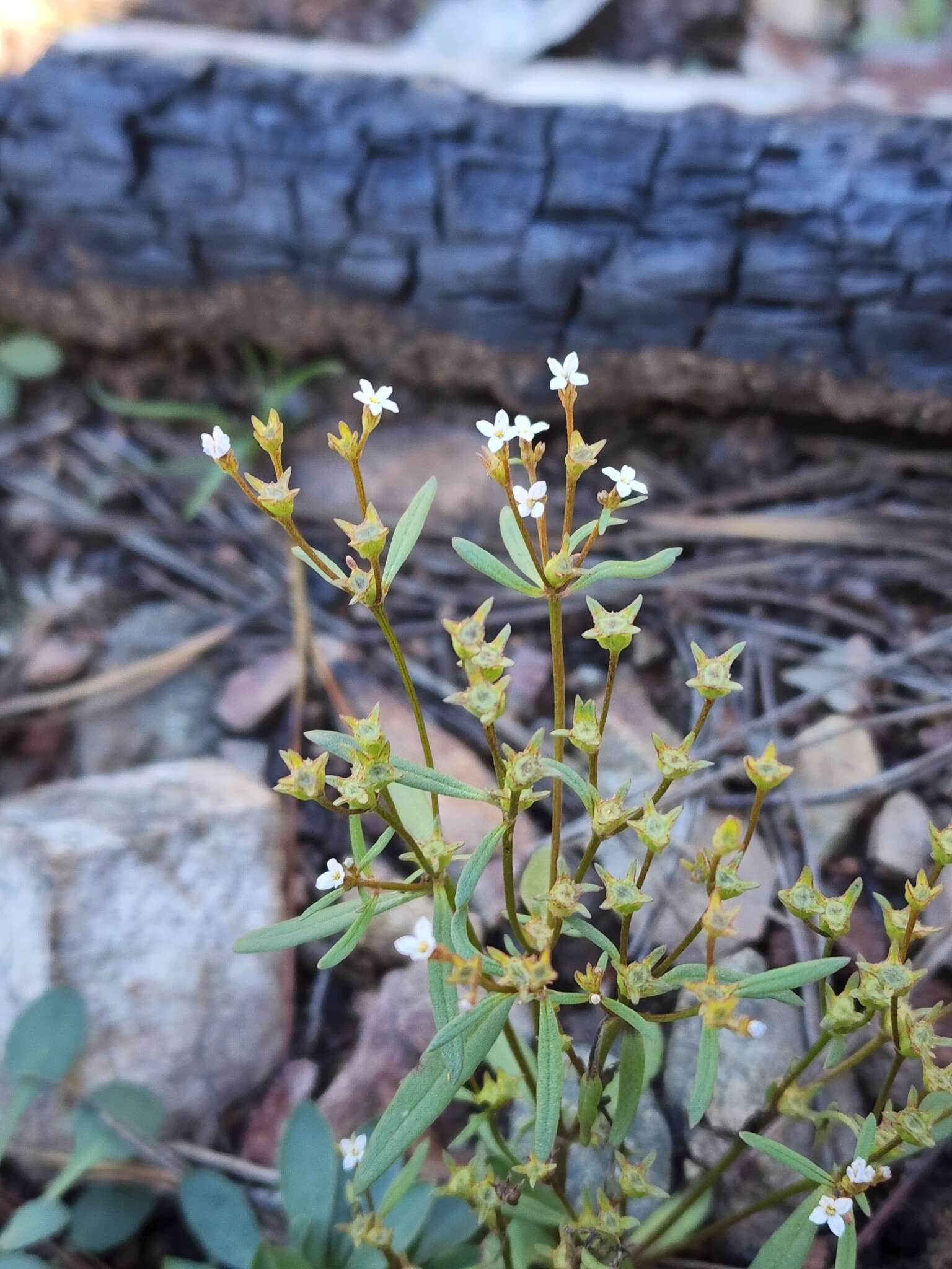 Image of Greene's starviolet