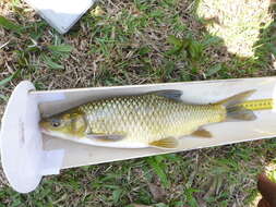 Image of Bushveld smallscale yellowfish