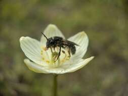 Image of Andrena parnassiae Cockerell 1902