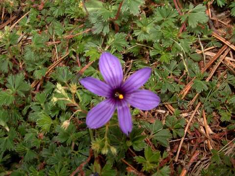 Sisyrinchium scabrum Schltdl. & Cham.的圖片