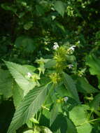 Image of Common hemp nettle