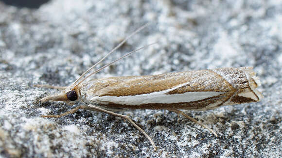 Image of Crambus hamella Thunberg 1788