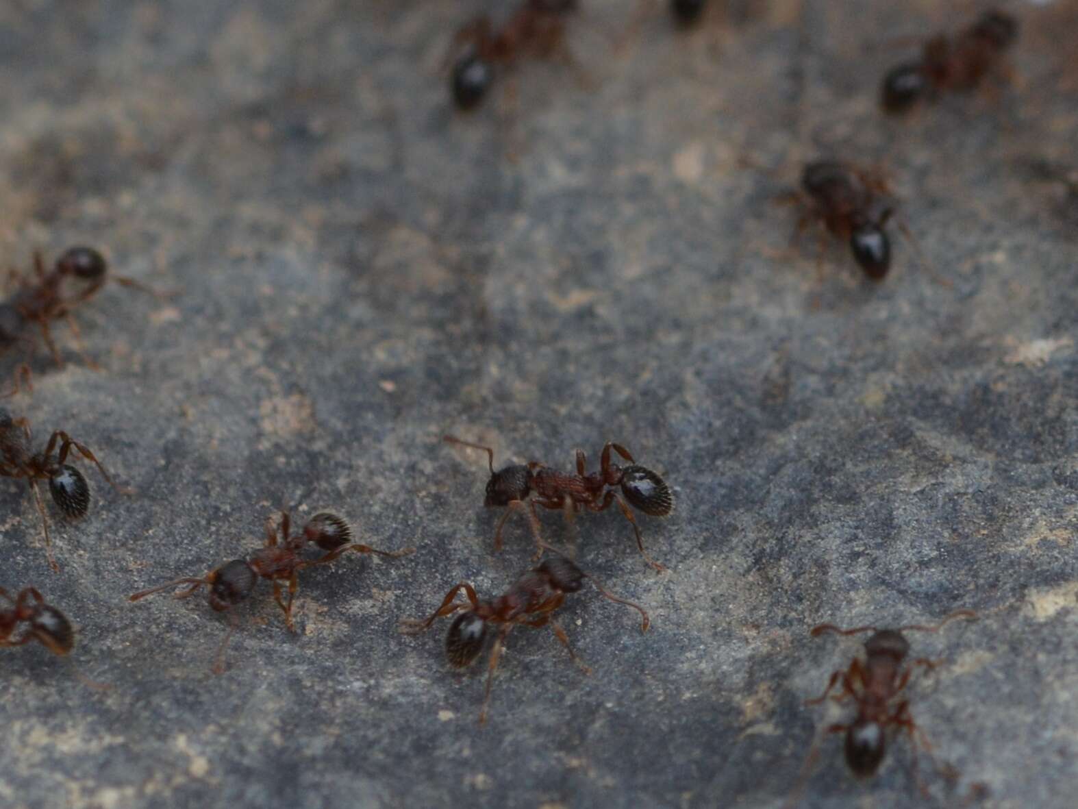 Image of Myrmica americana Weber 1939