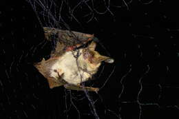 Image of Big-eared Brown Bats