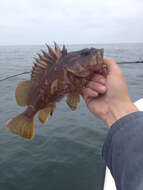 Image of Gopher rockfish