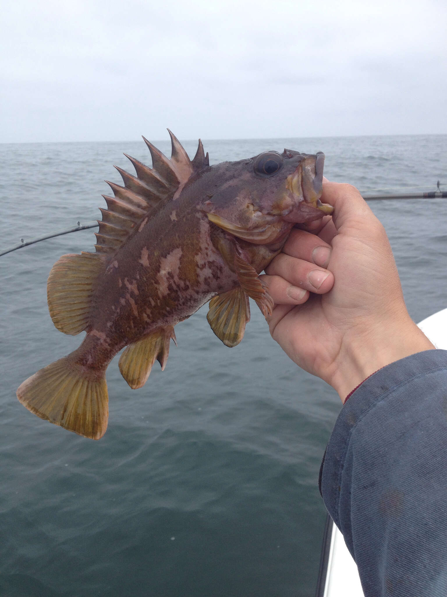 Image of Gopher rockfish