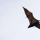 Image of Palau Flying Fox