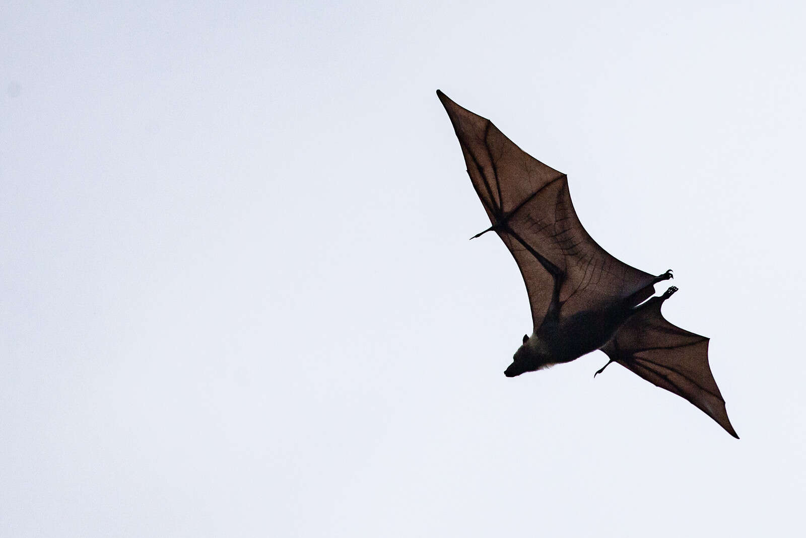 Image of Palau Flying Fox