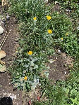 Image of woolly hawkweed