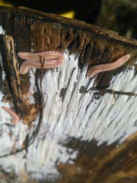 Image of Feather Millipede