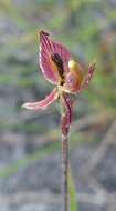 Caladenia cairnsiana F. Muell. resmi