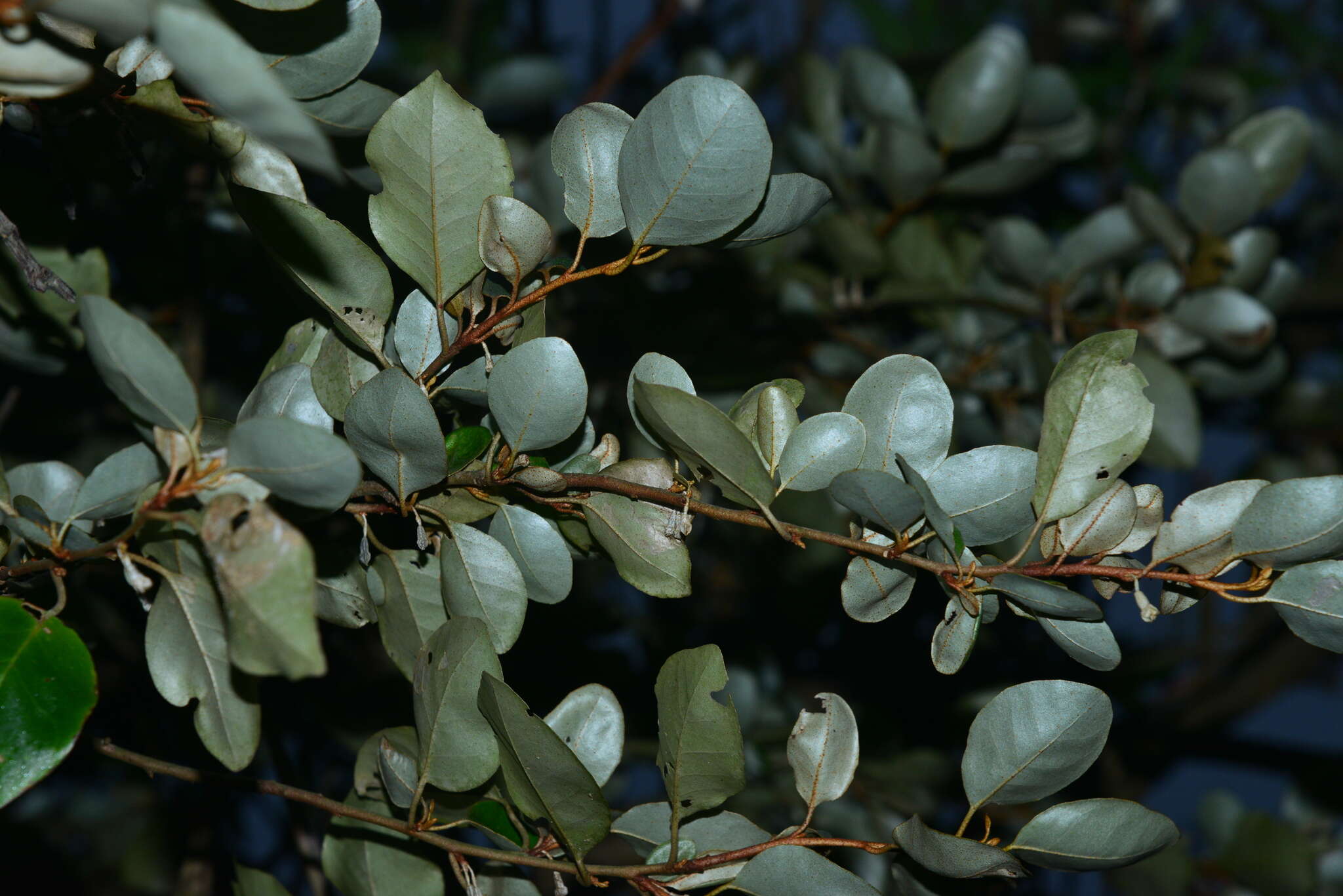 Image of Elaeagnus macrophylla Thunb.