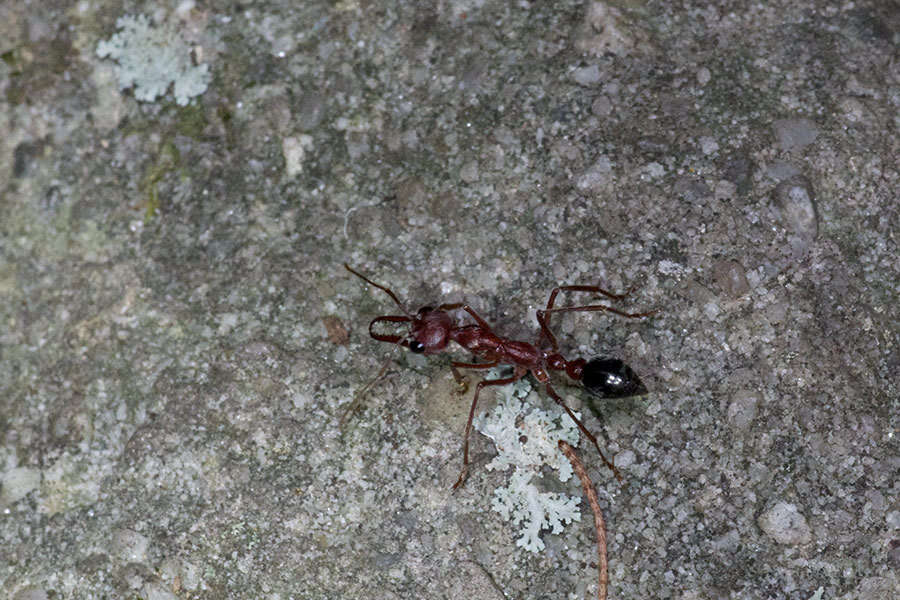 Image of Myrmecia brevinoda Forel 1910