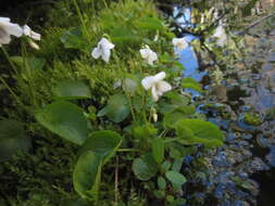 Image of small white violet