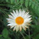 Image de Helichrysum argyrolepis Mac Owan