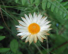 Image of Helichrysum argyrolepis Mac Owan