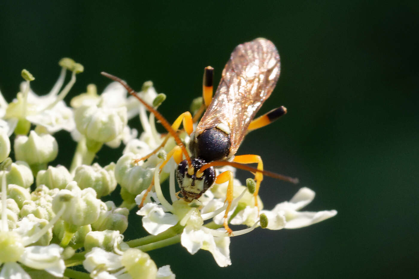 Image of Ichneumon sarcitorius Linnaeus 1758