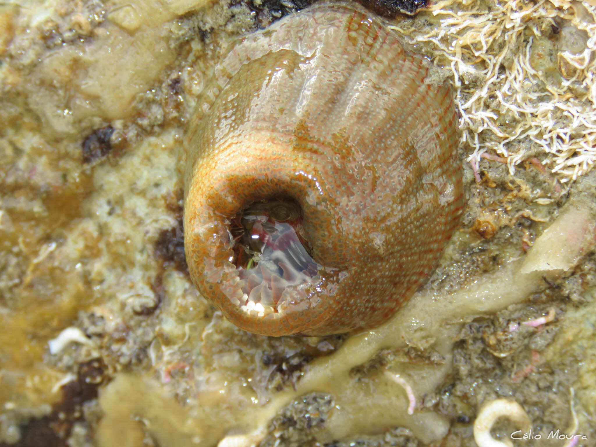 Image of Bunodosoma cangicum Belém & Preslercravo 1973