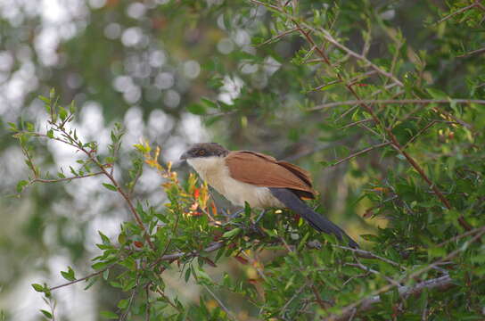 Image of Senegal Coucal