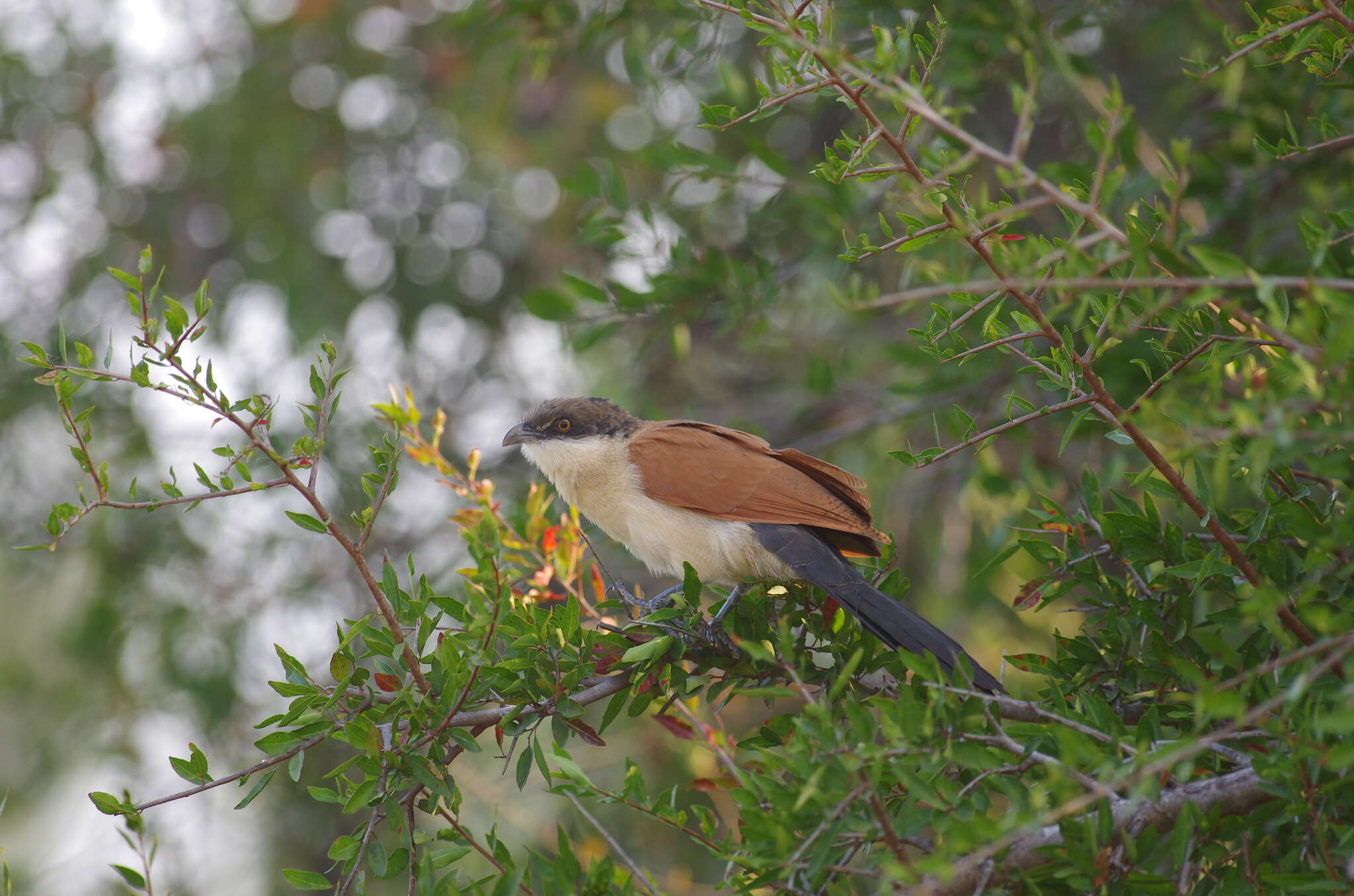 Plancia ëd Centropus senegalensis (Linnaeus 1766)