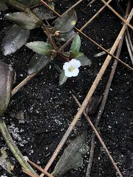 Image of Round-Fruit Hedge-Hyssop