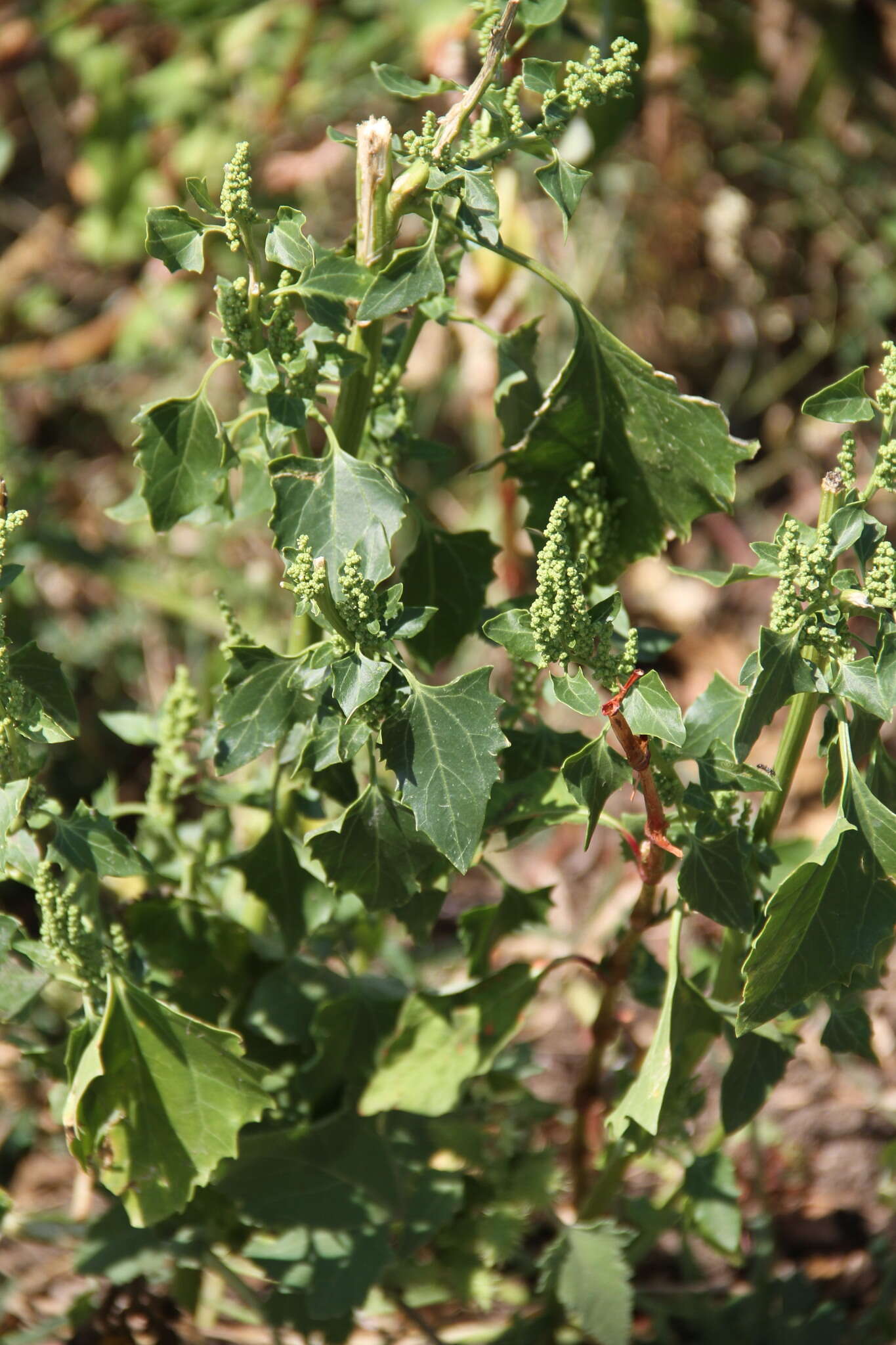 Слика од Oxybasis urbica (L.) S. Fuentes, Uotila & Borsch