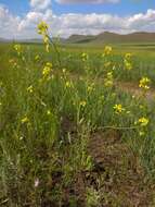 Brassica elongata subsp. integrifolia (Boiss.) Breistr. resmi