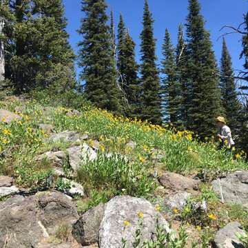 Sivun Helianthella uniflora (Nutt.) Torr. & A. Gray kuva