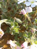 Sivun Oenothera engelmannii (Woot. & Standl.) Munz kuva