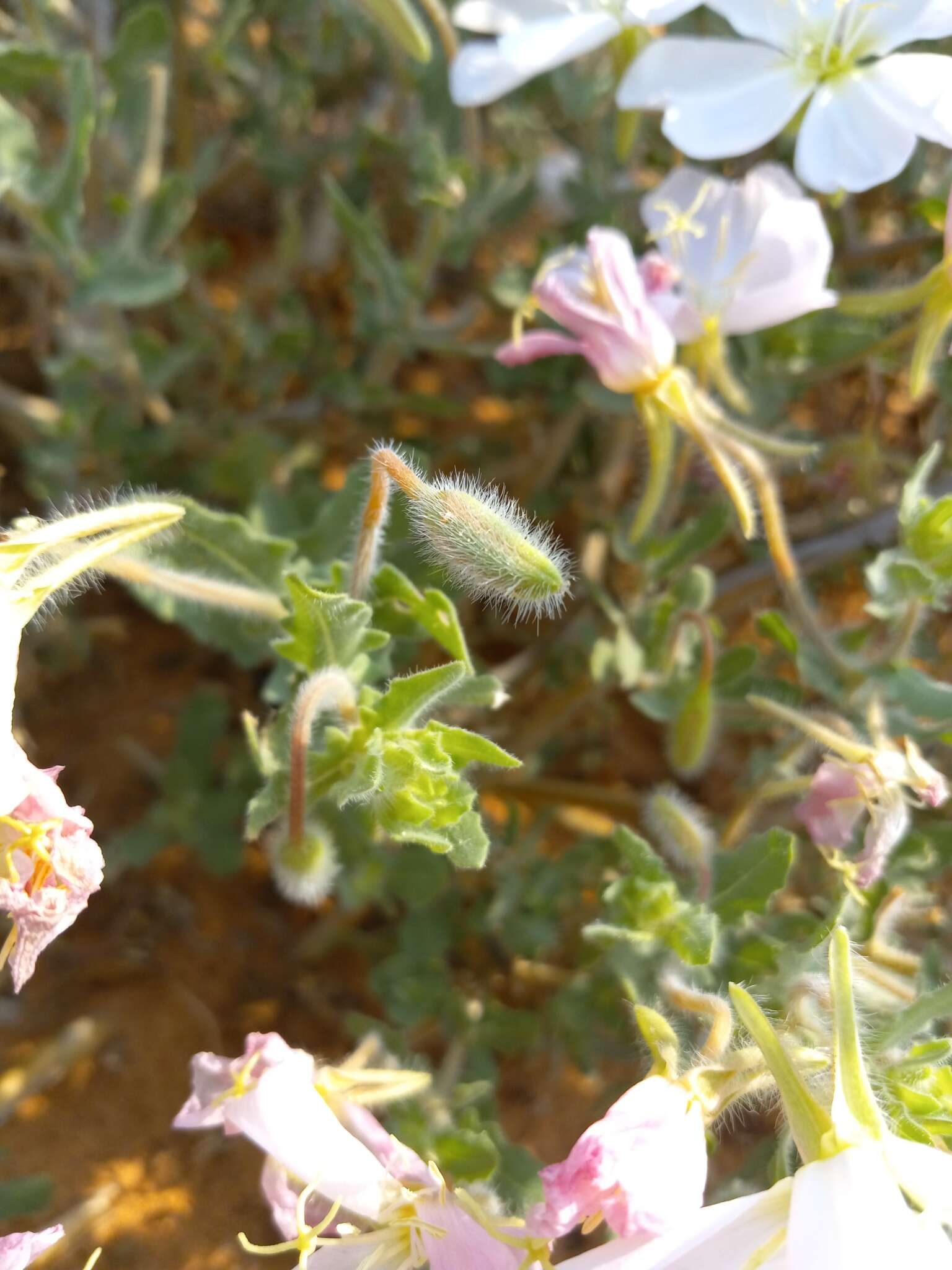 Image of Engelmann's evening primrose