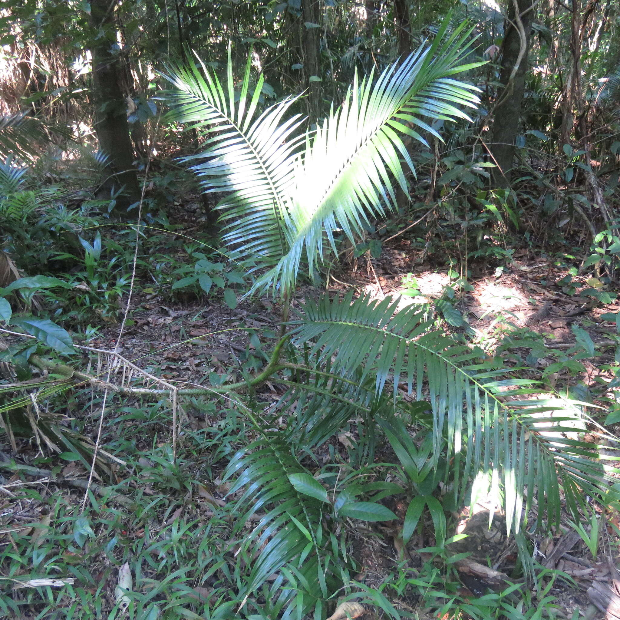 Image of Hairy Mary