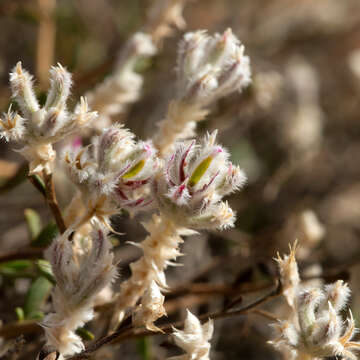 Image of Ptilotus barkeri G. Benl