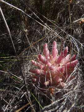 Image of Hyobanche rubra N. E. Br.