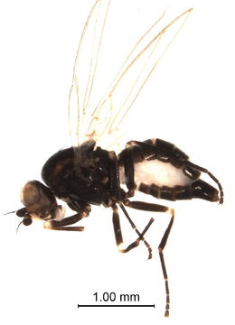 Image of <i>Chromatomyia horticola</i> Goureau 1851
