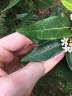 صورة Leichhardtia suaveolens (R. Br.) P. I. Forst.