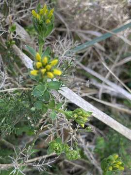 Image of Genista hispanica subsp. occidentalis Rouy