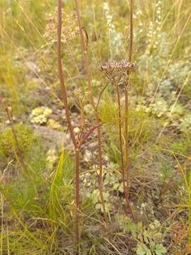 Image of Peucedanum vaginatum Ledeb.