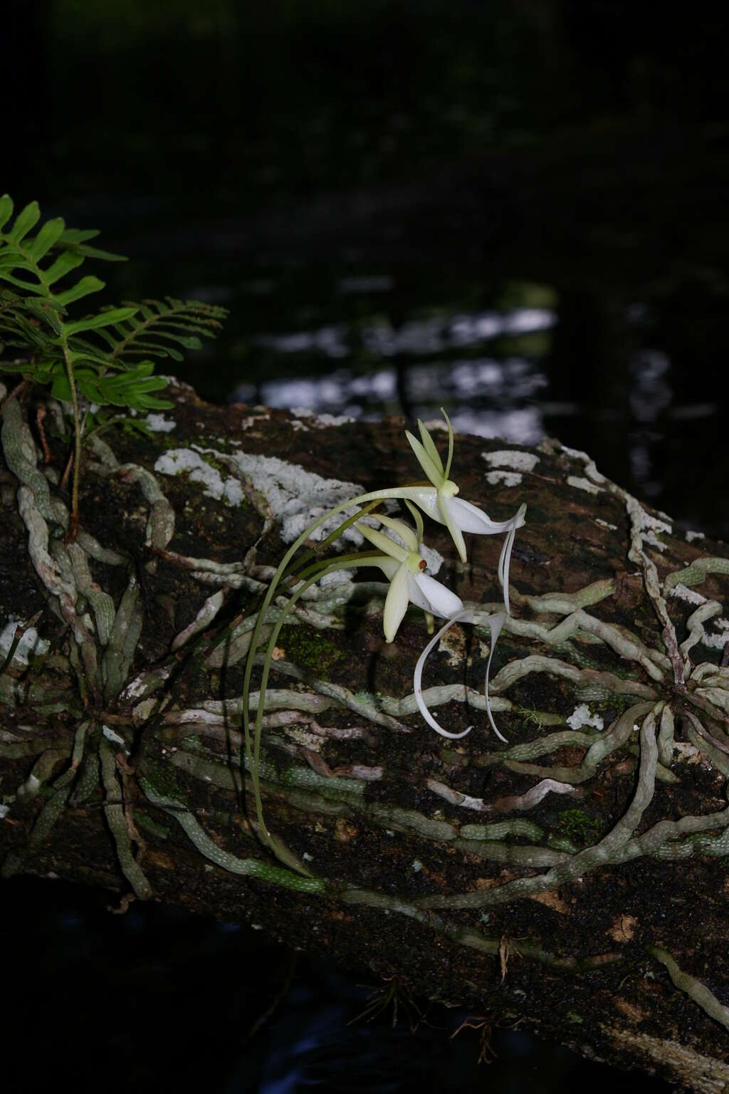 Image of Ghost orchid