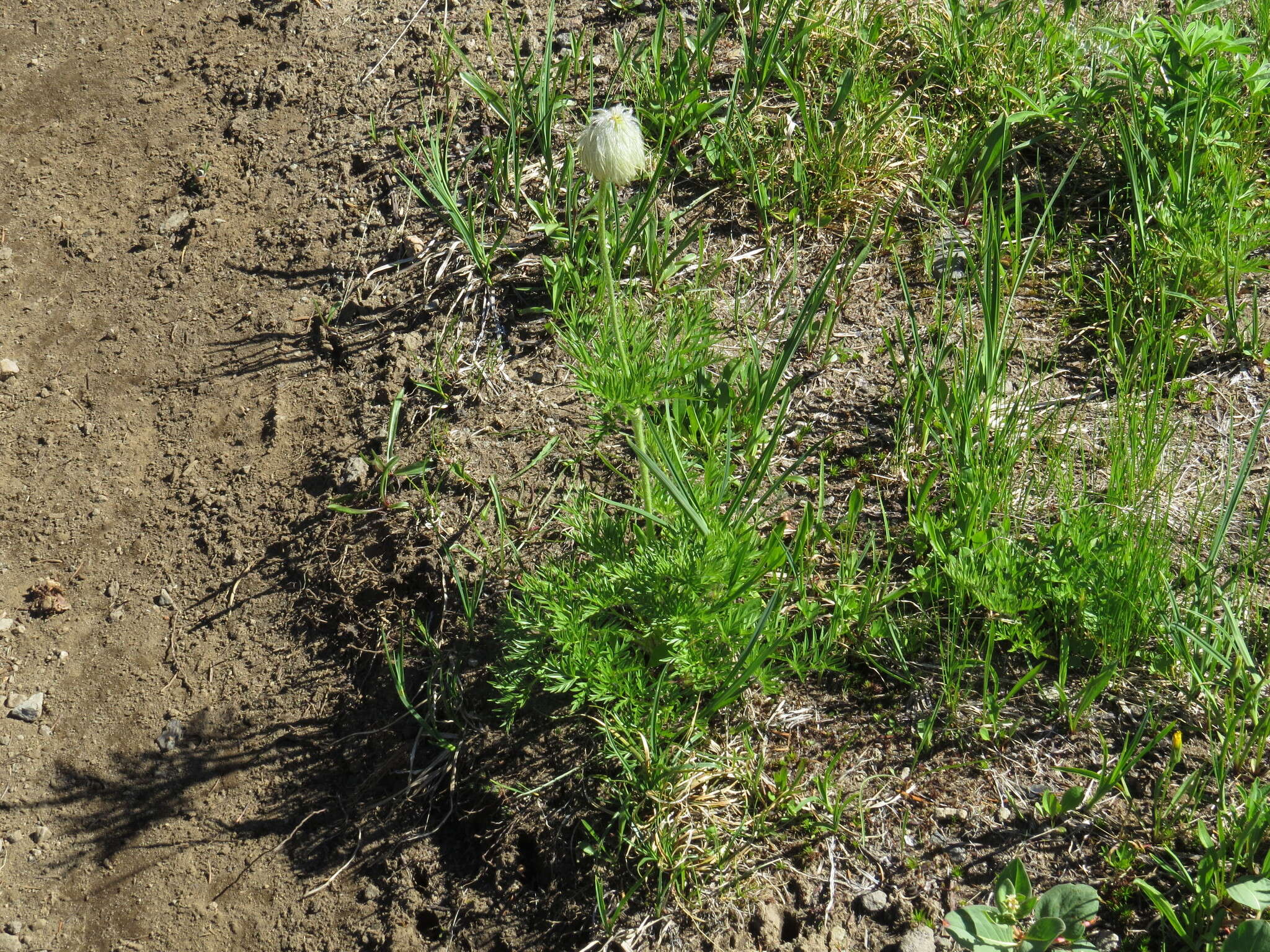 Image of white pasqueflower