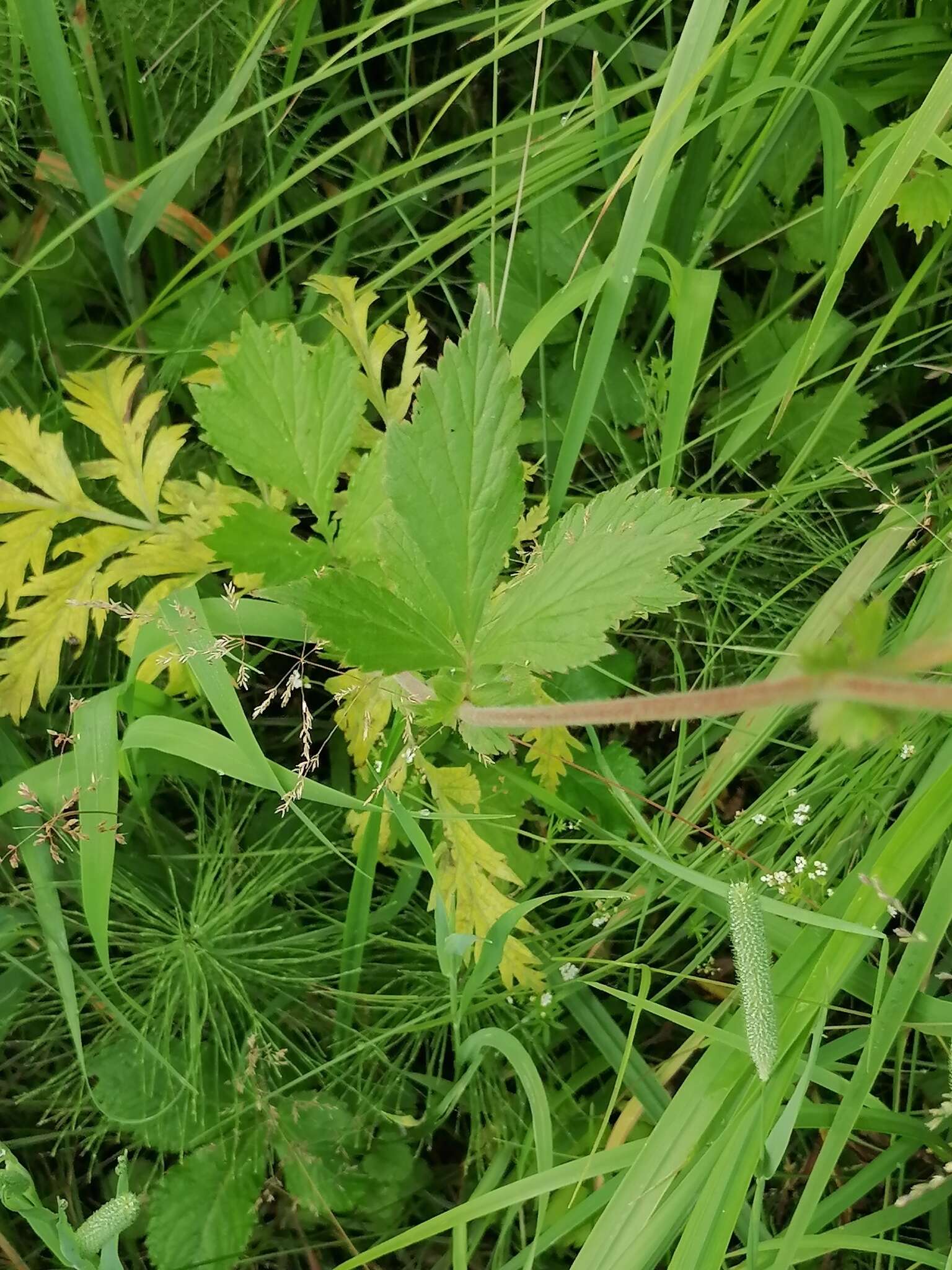 Image of Geum meinshausenii Gams.