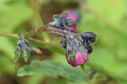 Image of smallbristle hound's tongue