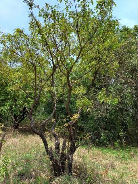 Plancia ëd Bobgunnia madagascariensis (Desv.) J. H. Kirkbr. & Wiersema