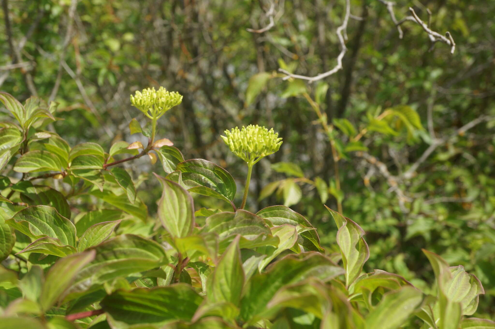 Image of Cornus sanguinea subsp. australis (C. A. Mey.) Jáv.