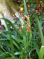 Image of stinking iris